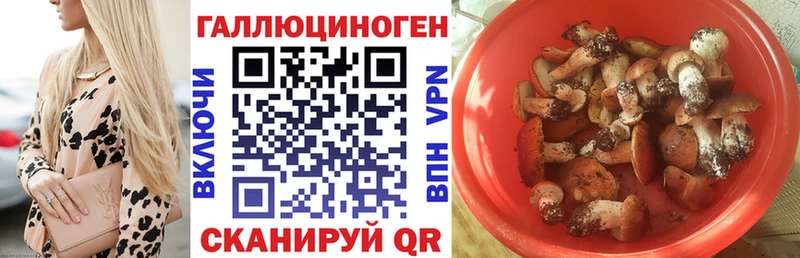 купить наркоту Пласт кракен вход Псилоцибиновые грибы Psilocybine cubensis